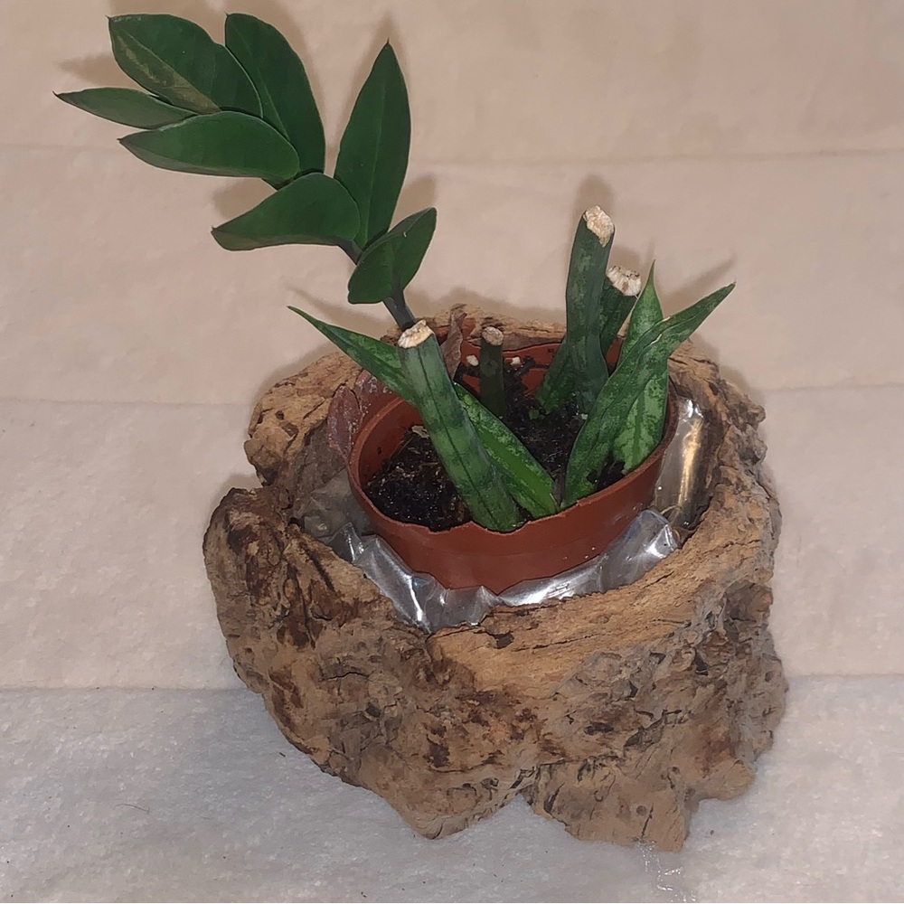 Wooden pot for orchid or succulent